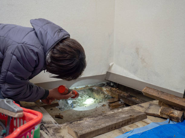 Best Mold Damage Restoration  in Chapin, SC